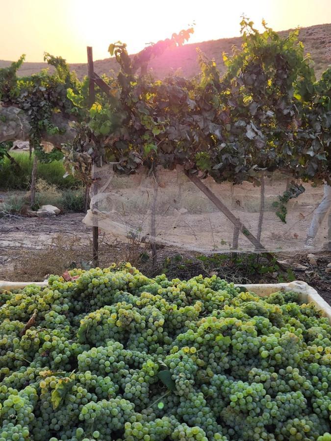 Carmey Avdat Farm Midreshet Ben Gurion Εξωτερικό φωτογραφία