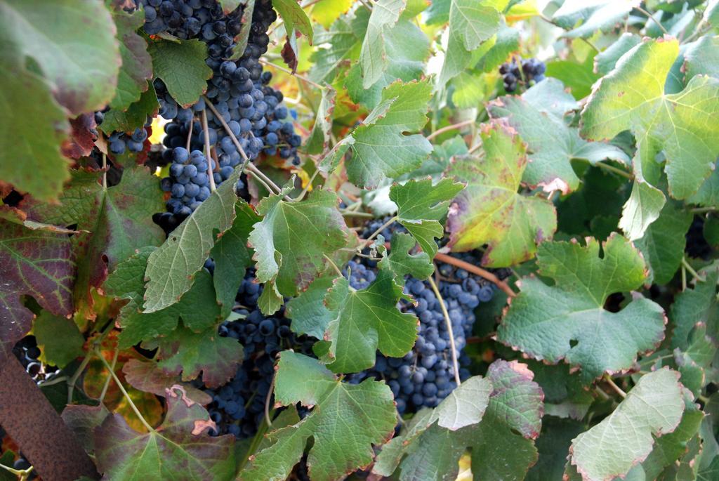 Carmey Avdat Farm Midreshet Ben Gurion Εξωτερικό φωτογραφία