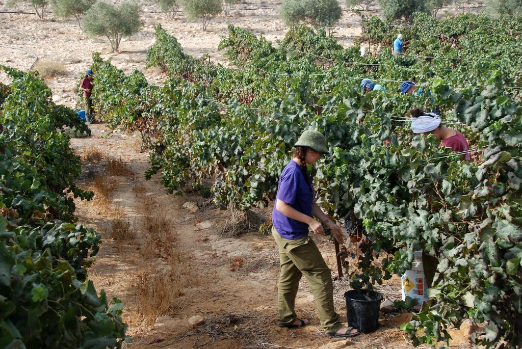 Carmey Avdat Farm Midreshet Ben Gurion Εξωτερικό φωτογραφία